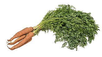 গাজর